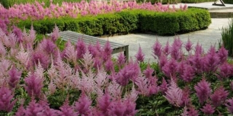 Kako posaditi astilbu u proljeće